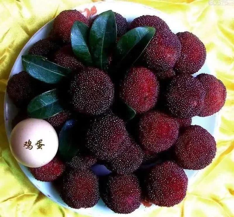 杨梅