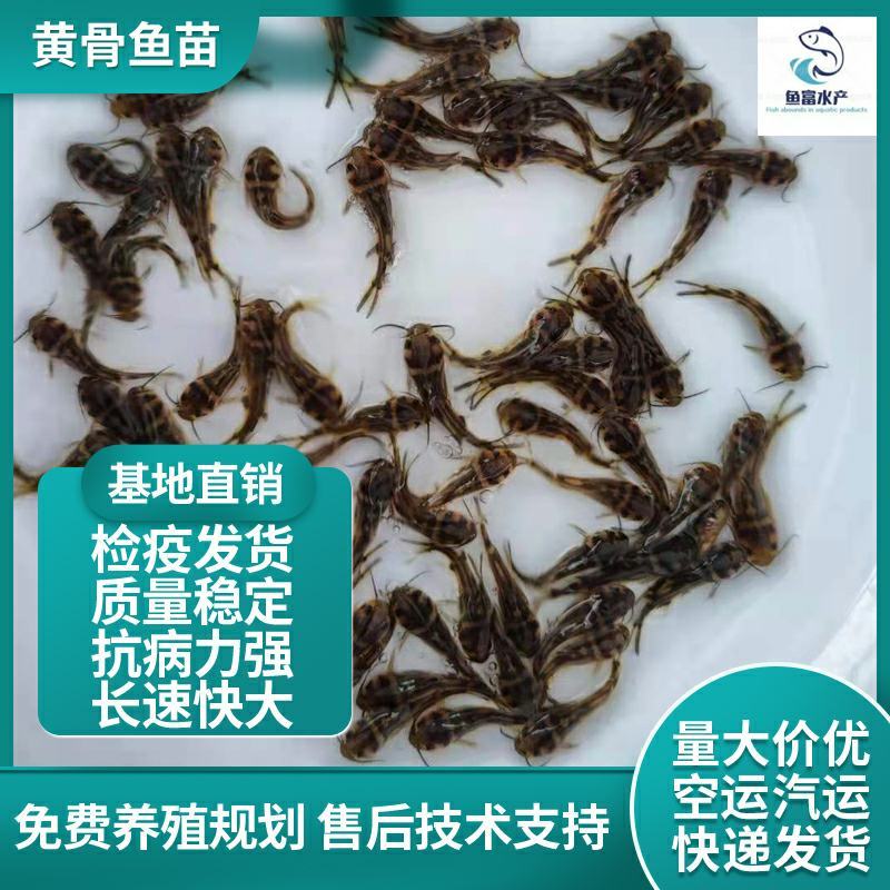 专业养殖黄骨鱼苗黄颡鱼苗黄辣丁鱼苗现货供应出售