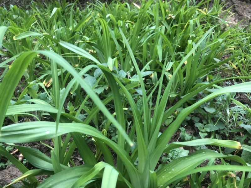 黄花菜苗