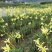 黄花菜苗