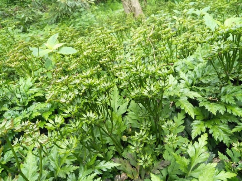 高山黄连