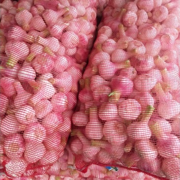 新鲜扒皮蒜，大量上市，欢迎订购