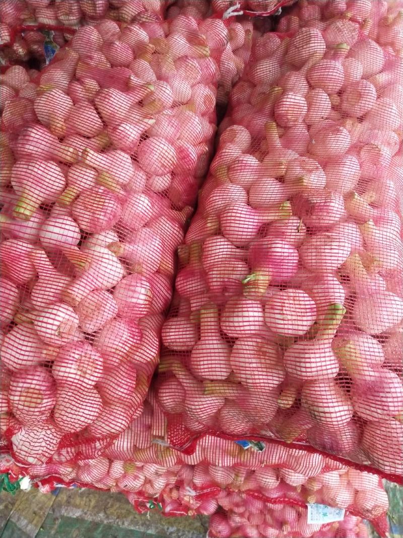 新鲜扒皮蒜，大量上市，欢迎订购