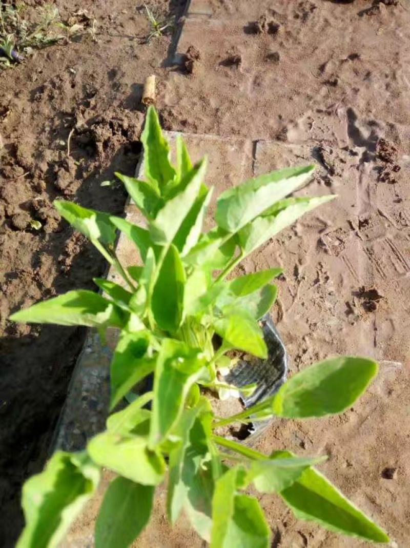 精品连钱草大量上市，基地直发直销，欢迎选购！