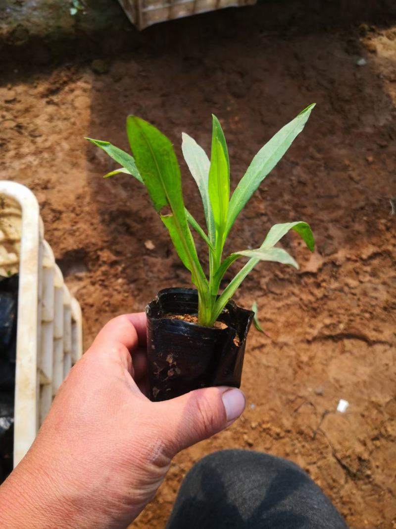 精品连钱草大量上市，基地直发直销，欢迎选购！