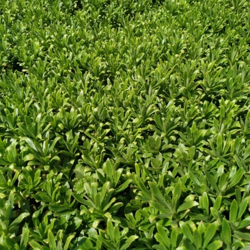 精品连钱草大量上市，基地直发直销，欢迎选购！