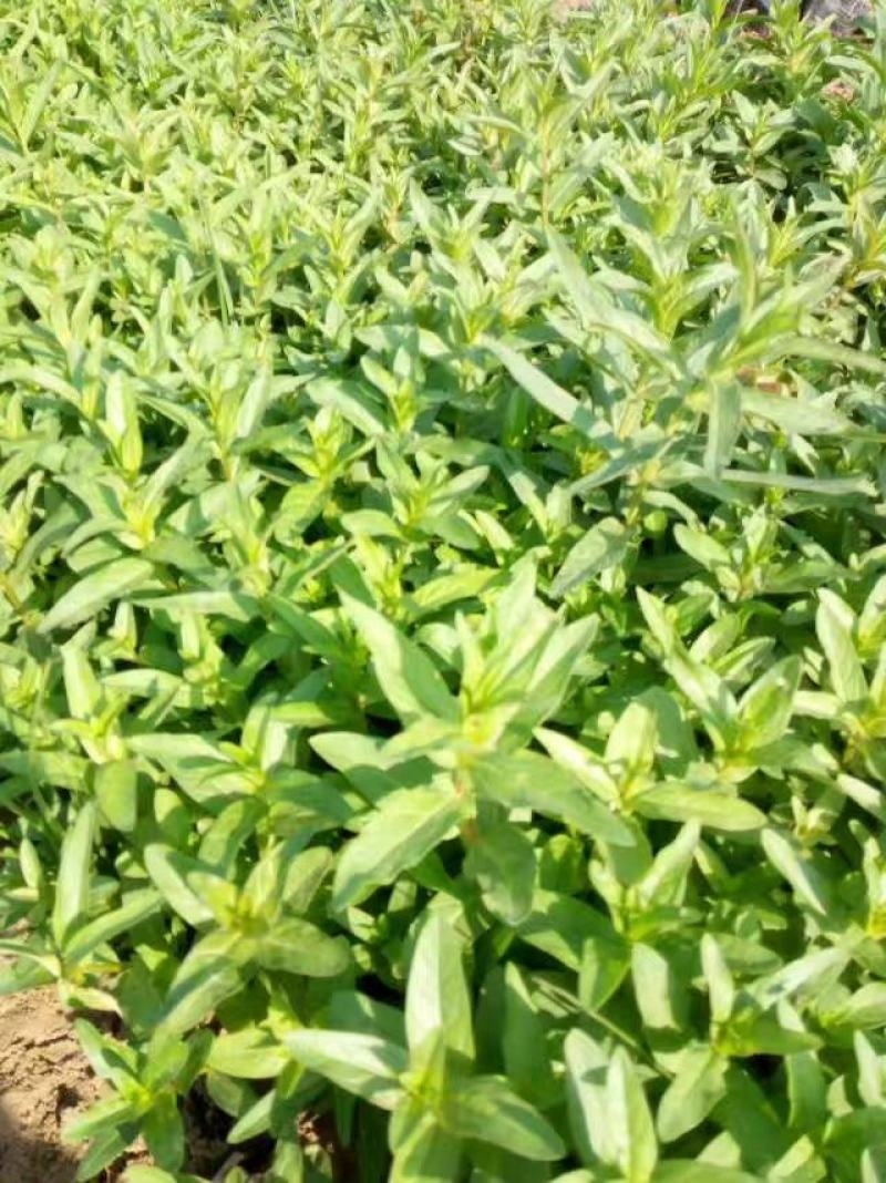 精品连钱草大量上市，基地直发直销，欢迎选购！