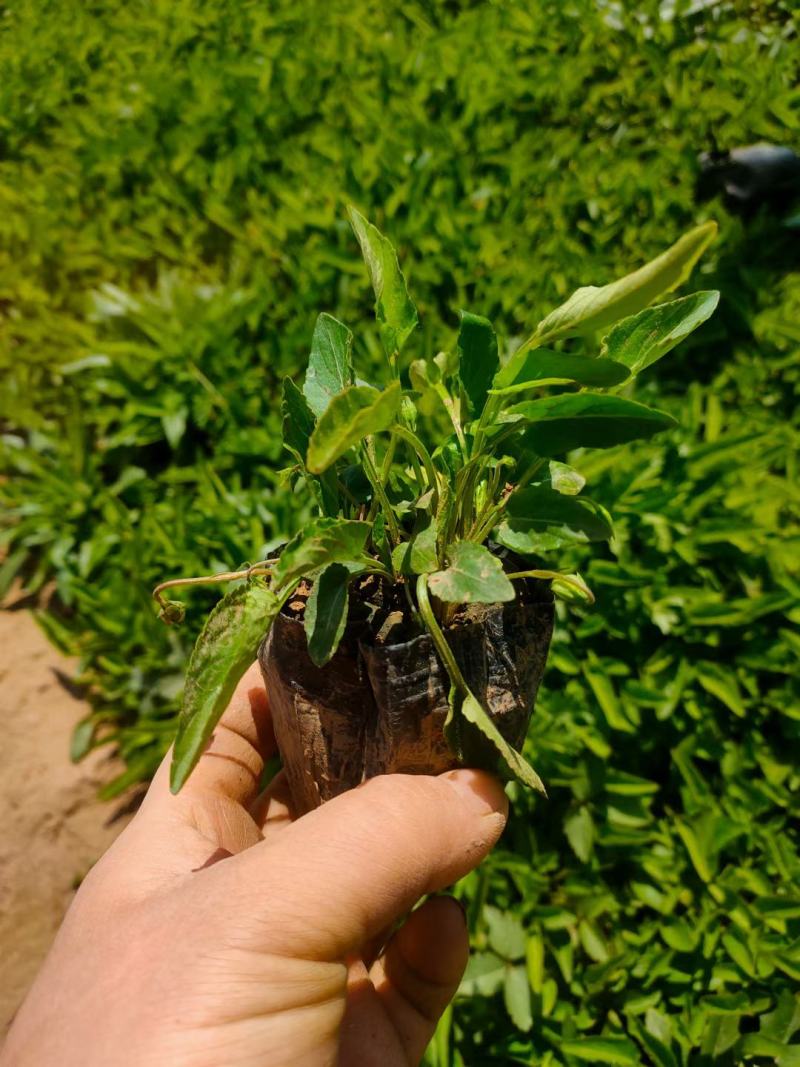 精品紫花地丁，大量上市，基地直发直销，欢迎选购！