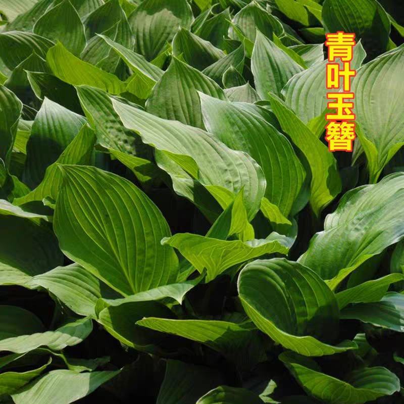 玉簪苗青叶玉簪金边玉簪花边玉簪苗现场挖苗包邮