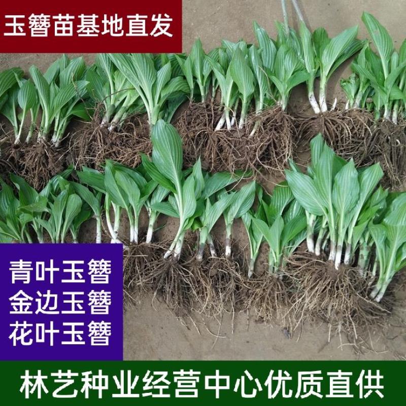 玉簪苗青叶玉簪金边玉簪花边玉簪苗现场挖苗包邮