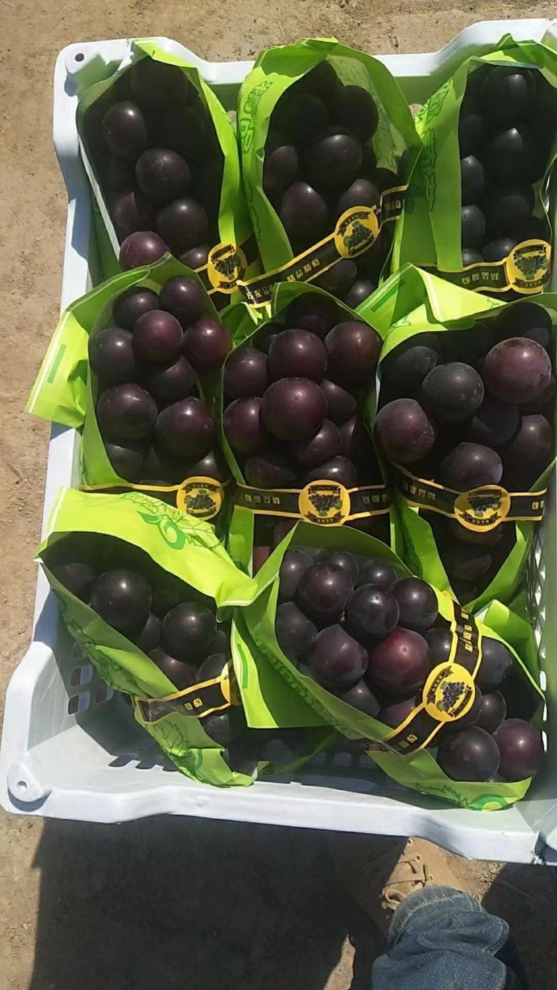 藤稔葡萄，鲜果，温室，量大从优。超市直供，社区团购
