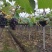 浙江巨峰葡萄大量上市地头直供一级货源口质优良