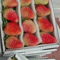 奶油草莓甜草莓透明盒装商超、蛋糕、草莓空运或快递包邮