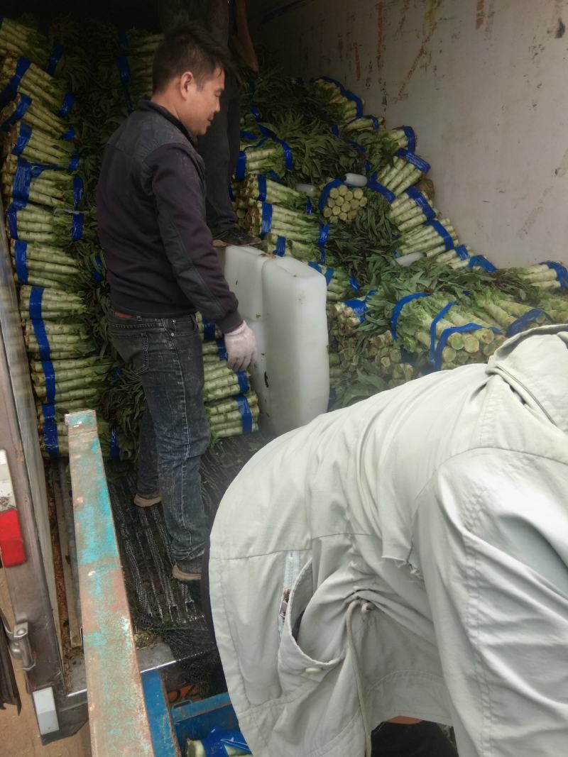 河南莴笋，红叶香莴笋，40～55公分无空心，一手货原