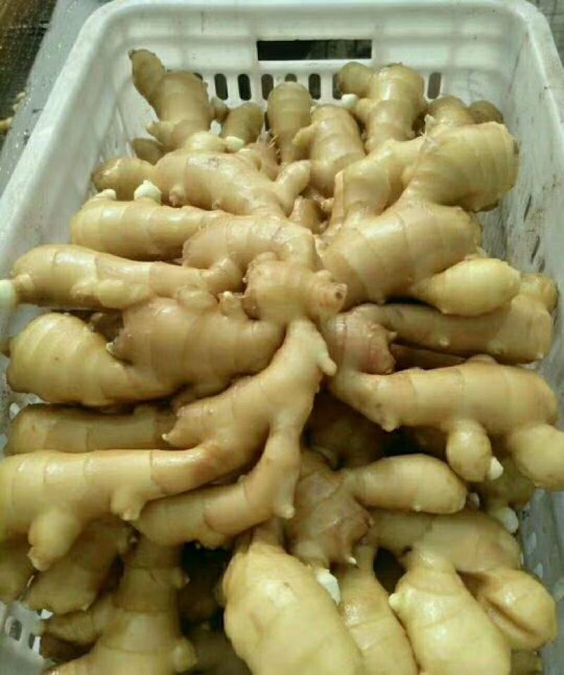 【万亩黄姜】大黄姜山东临沂基地直发保质保量协助找车电联