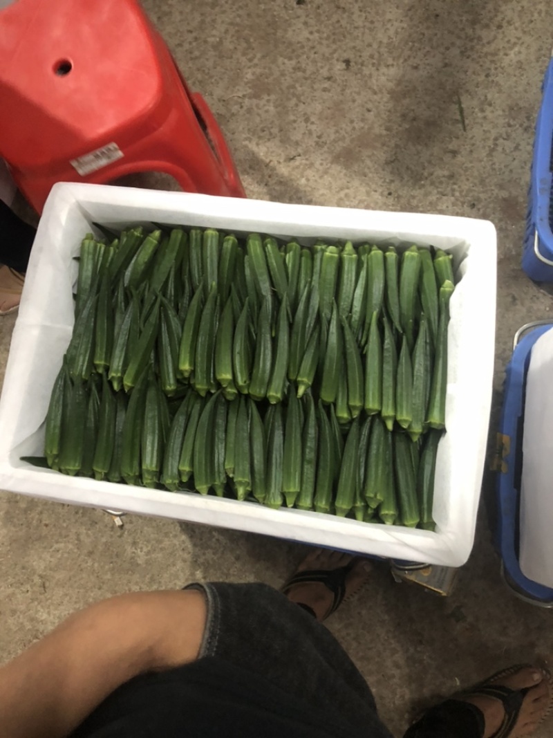 海南基地直销黄秋葵，水果秋葵，自种自销。全国大量批发
