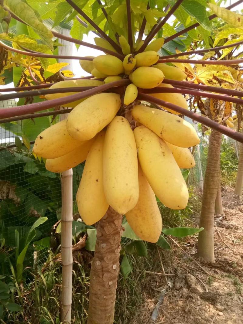 正品~泰国黄金牛奶木瓜苗矮化树苗南方北方种植盆栽地栽当年
