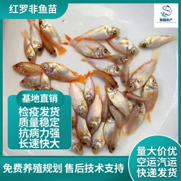 红罗非鱼苗彩雕鱼苗红色福寿鱼苗观赏鱼食用鱼苗