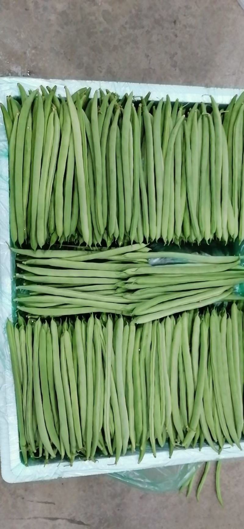 精品云南四季豆（小金豆）！一手货源！全国代发！品质保证。