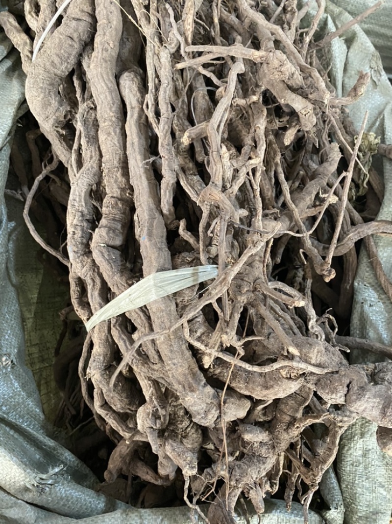 金线风金钥匙百解藤银钥匙