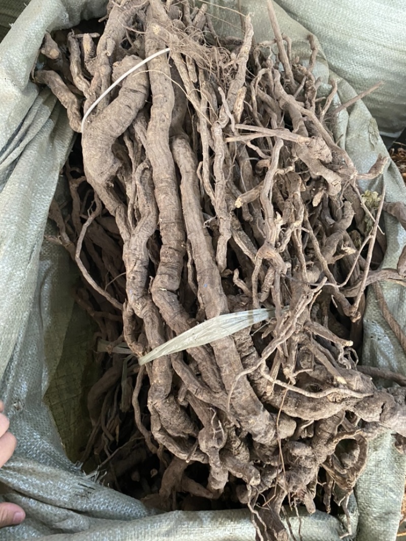 金线风金钥匙百解藤银钥匙