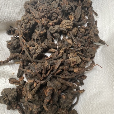 无硫磺回春草顶天柱蛇菰价格便宜