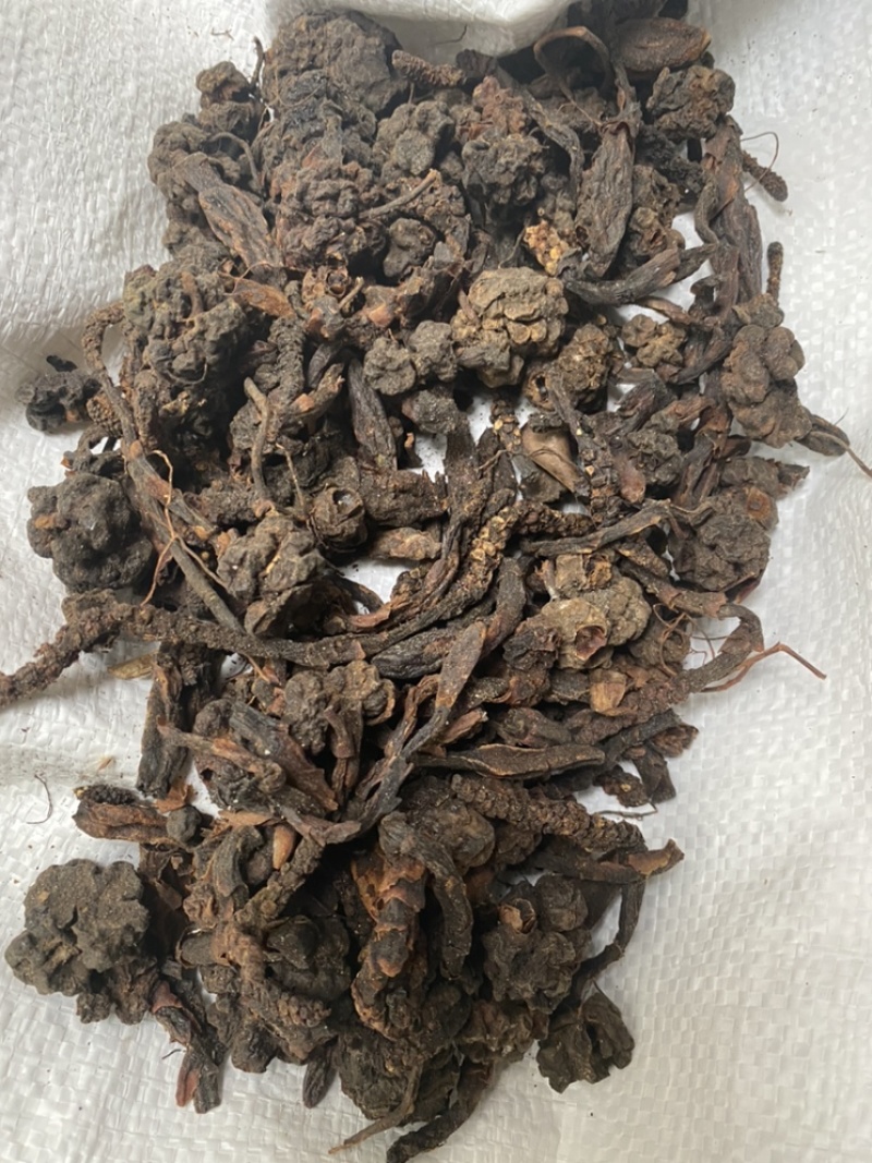 无硫磺回春草顶天柱蛇菰价格便宜