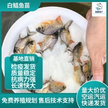 淡水白鲳鱼苗大量现货供应优质鱼苗基地直供小样易大