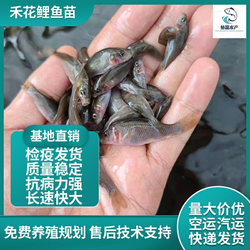 禾花鲤鱼苗稻田鱼苗【易养】耐运输抵抗力强送货上门