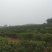 香妃茶叶