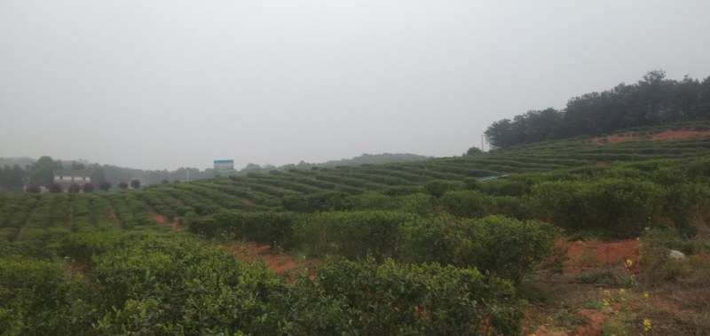 香妃茶叶
