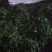 香妃茶叶