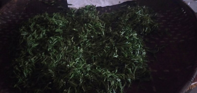 香妃茶叶