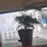 大盆金边吊兰各色绿植水培代理批发花木果树