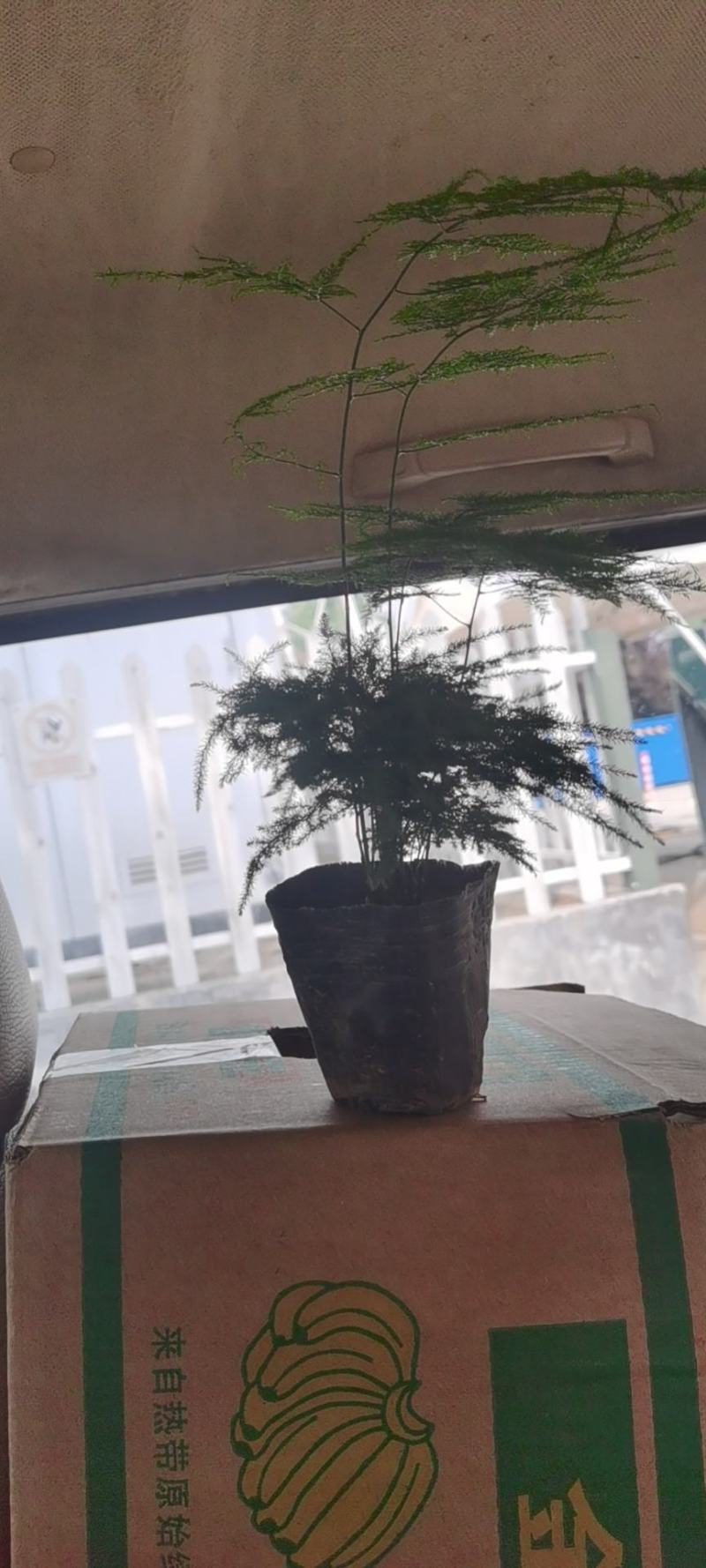 大盆金边吊兰各色绿植水培代理批发花木果树