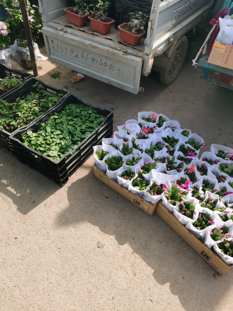 大盆金边吊兰各色绿植水培代理批发花木果树