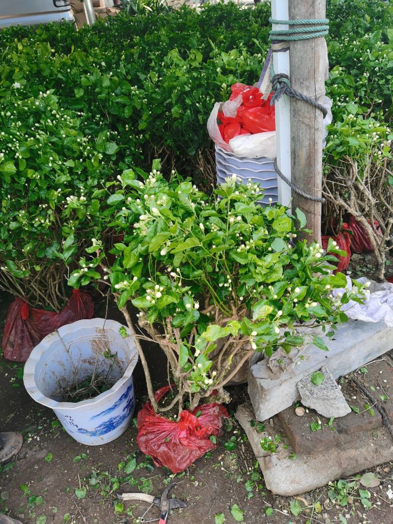 大盆金边吊兰各色绿植水培代理批发花木果树