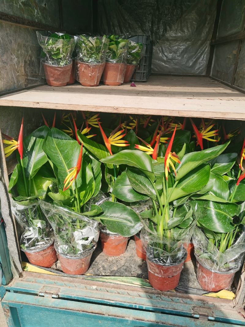 大盆金边吊兰各色绿植水培代理批发花木果树