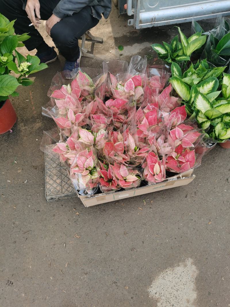 大盆金边吊兰各色绿植水培代理批发花木果树