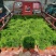 大盆金边吊兰各色绿植水培代理批发花木果树