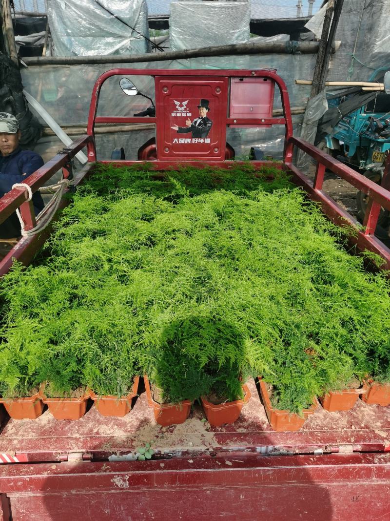 大盆金边吊兰各色绿植水培代理批发花木果树