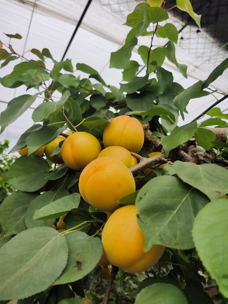 大棚金太阳杏大量上市中！