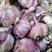 紫皮大蒜
