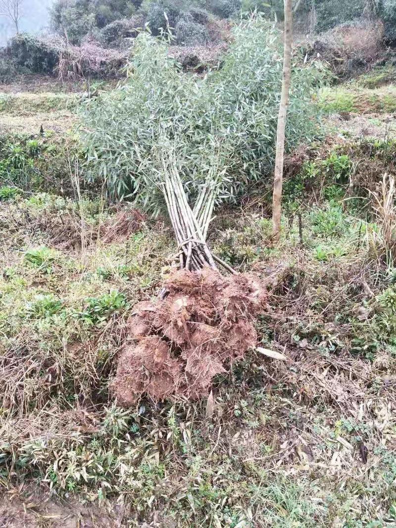 钢竹江西钢竹各种规格大量供应