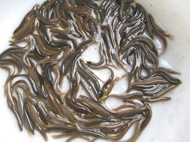 出售各种鱼苗草鱼鲤鱼鲫鱼