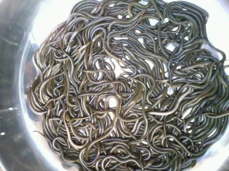 出售各种鱼苗草鱼鲤鱼鲫鱼