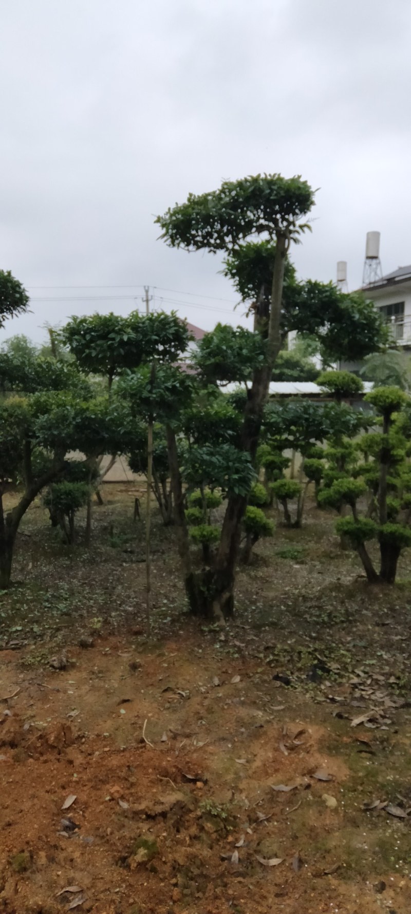 赤楠桩江西赤楠桩大量供应