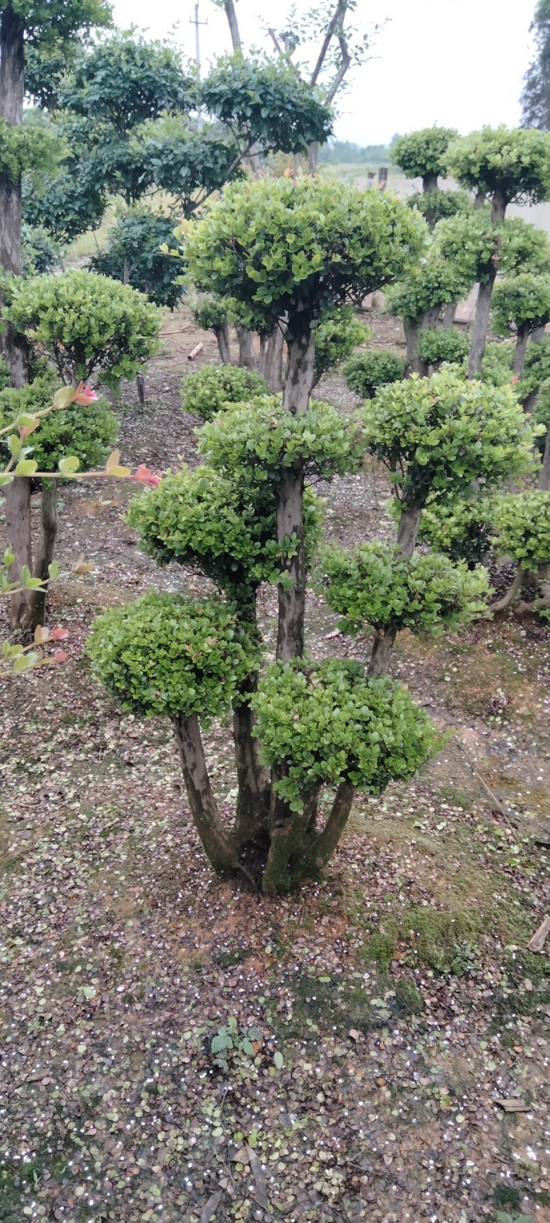 赤楠桩江西赤楠桩大量供应
