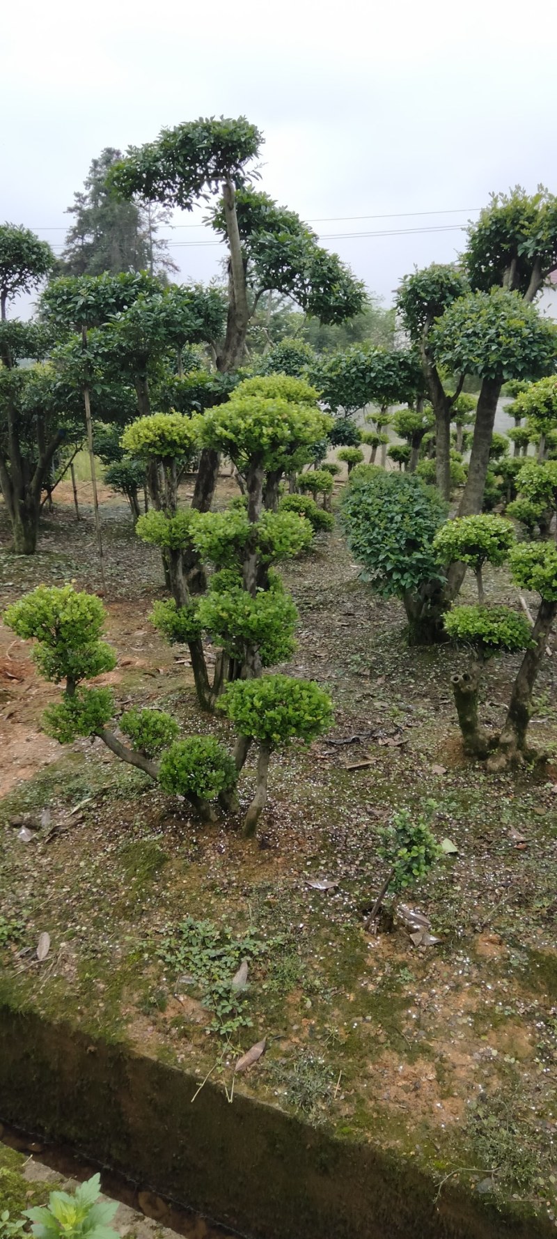 赤楠桩江西赤楠桩大量供应
