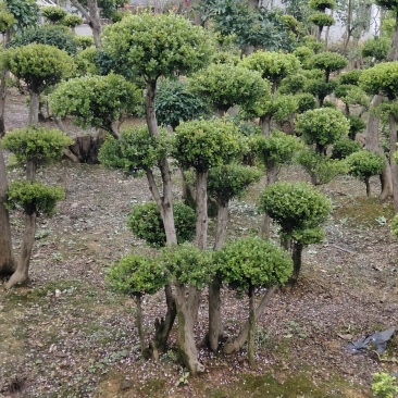 赤楠桩江西赤楠桩大量供应